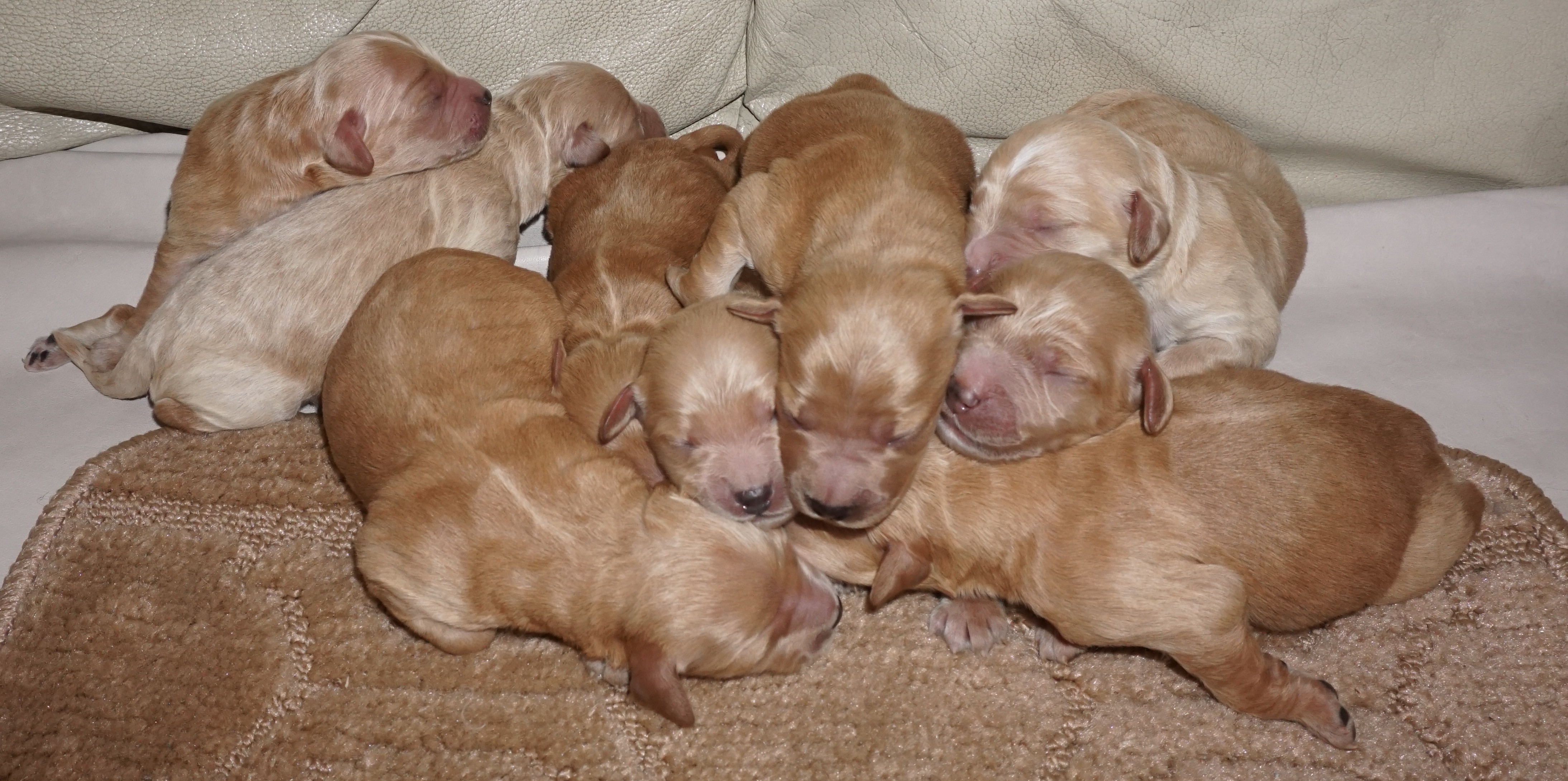 miniature golden retriever ohio miniature golden retriever puppies miniature golden retriever ohio miniature golden retriever puppies