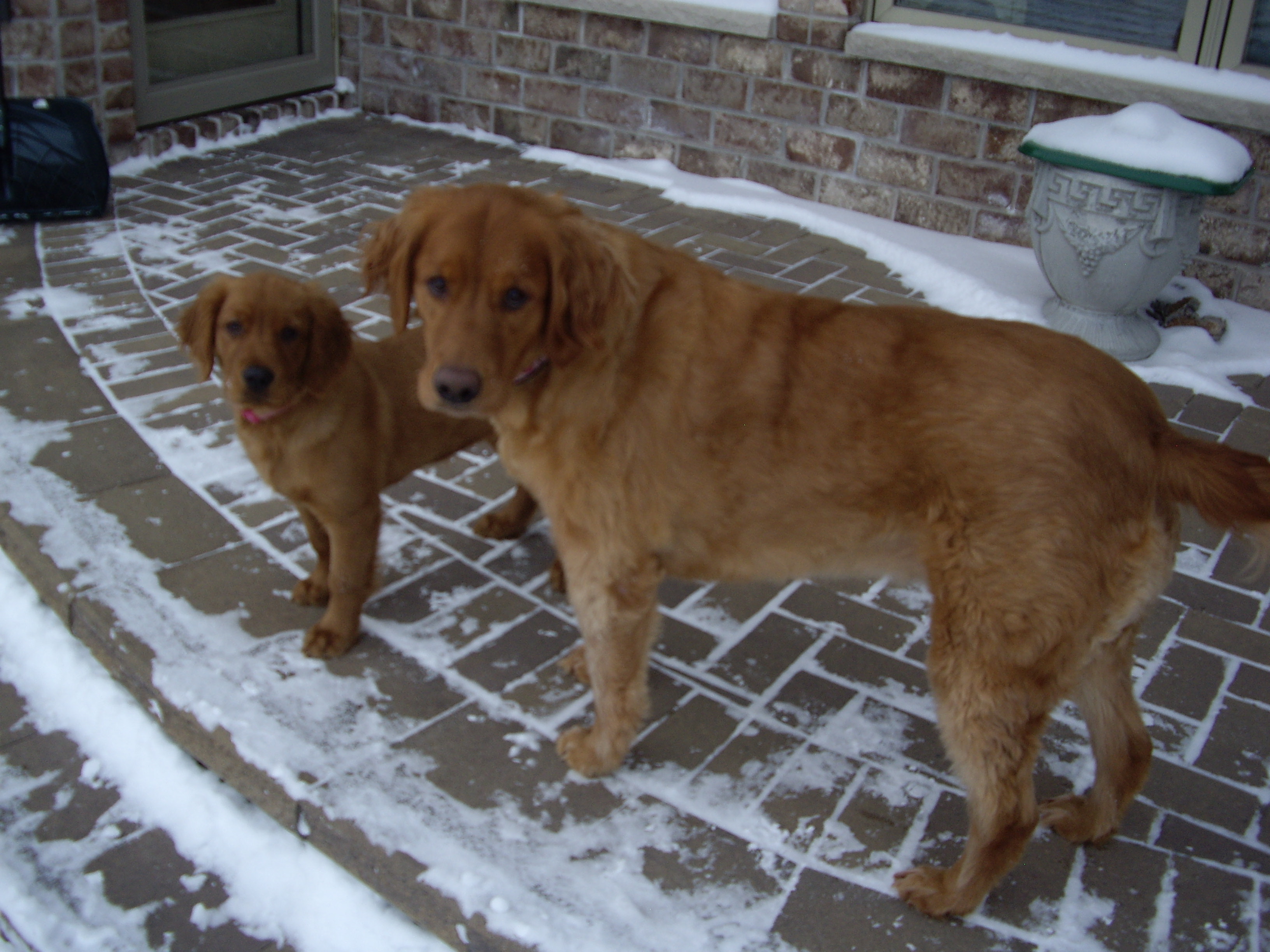 full grown teacup golden retriever