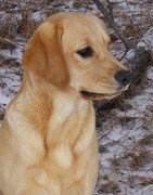 Golden retriever puppy training biting