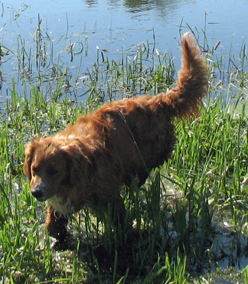 golden retriever mixed with a poodle. Sedona is a mix of Golden